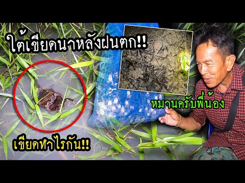 เสียงดังลั่นทุ่ง!!เป็นร้อยตัวอ เสียงดังลั่นทุ่ง!!เป็นร้อยตัวอ