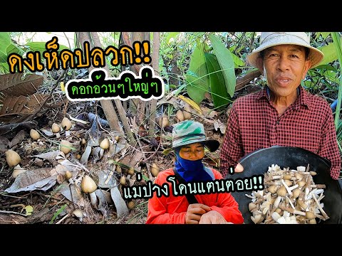 เจอดงเห็ดปลวกอีกแล้ว!!-รอบนี้ไ เจอดงเห็ดปลวกอีกแล้ว!!-รอบนี้ไ