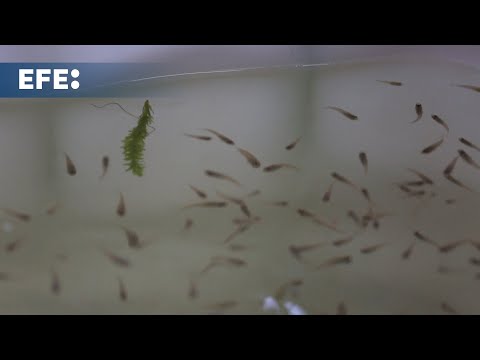 El ejército de peces guppy con el que combaten el dengue en Colombia