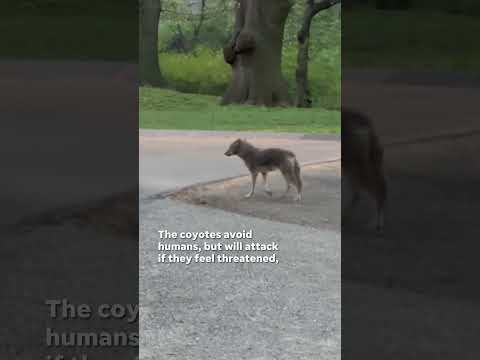 Watch: Coyote takes morning jaunt in Central Park #Shorts