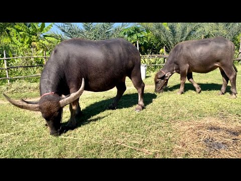 ควายงามควายไทยควายสายพัฒนาค