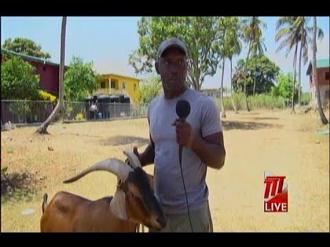 Tobago's Goat Racing Tradition Affected By COVID-19