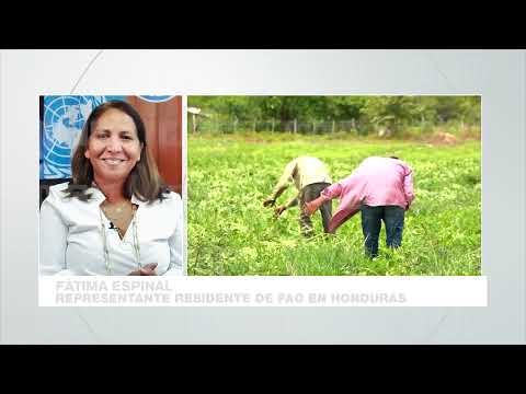 ¡La Dura Realidad! Bajo Inseguridad Alimentaria la mitad de la población hondureña, según la FAO