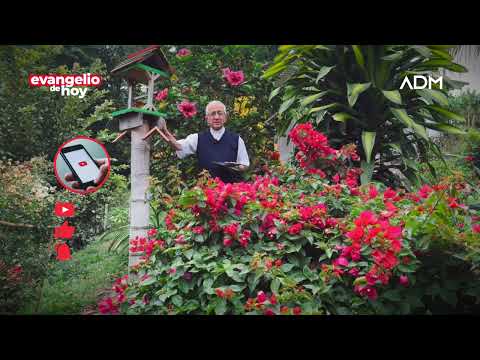 Evangelio de hoy Domingo 25 de agosto Padre Efrai?n Arquidio?cesis de Manizales