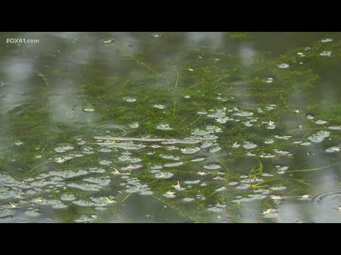 Connecticut lawmakers, agencies raise alarms on invasive aquatic plant