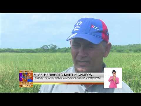 Cuba: Generalización del cultivo de arroz en Guantánamo