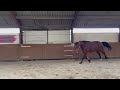 Recreation pony Lieve, knappe, gezonde grootste maat E ruin