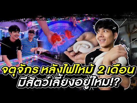 Nickynachat เดินจตุจักรหลังไฟไหม้2เดือนจะมีสัตว์เลี้ยงอยู่ไหม!lNickynach