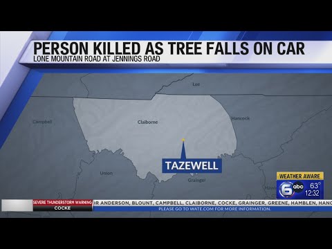 1 dead after tree falls on car in Tazewell