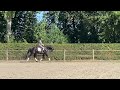 Dressage horse Chique 4 jarige hengst met veel uitstraling