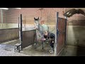 Show jumping horse merrie 3 j  le bleudiamond x cento