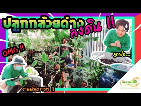 ปลูกกล้วยด่างลงดิน|กล้วยฟลอริด