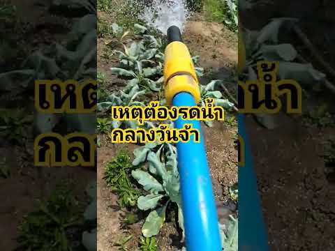 เหตุผลต้องรดน้ำกลางวันจ้า