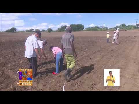 Cuba: Siembra de cultivos de primavera en Guantánamo