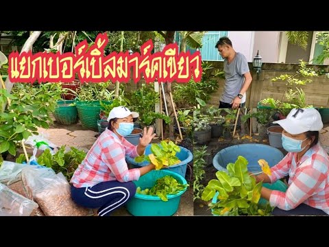 แยกเบอร์เบิ้ลมาร์คเขียว แยกเบอร์เบิ้ลมาร์คเขียว