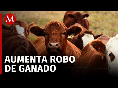 El robo de ganado aumenta en Oaxaca