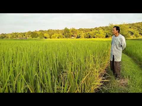 พ่อใหญ่นิดนอนนาเฝ่าเข่า