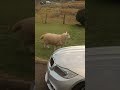 Pet the lamb playing with the dogs