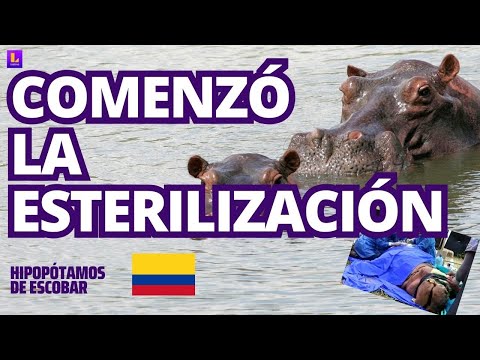 Colombia comienza a esterilizar a los hipopótamos de Pablo Escobar