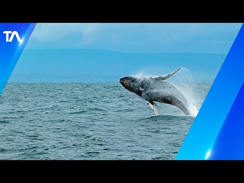Orcas sorprendieron a habitantes y turistas en Manabí -Teleamazonas
