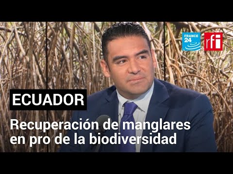 Samborondón: Ecuador apuesta por la recuperación de los manglares con el apoyo de la ONU