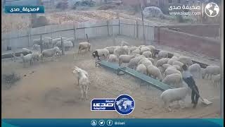 يامن شراله من حلاله عله