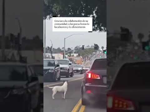 Un perro persigue desesperadamente el coche de su dueño después de que lo abandonara en la carretera