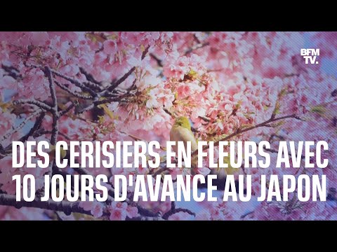 Au Japon, la floraison des cerisiers a commencé avec dix jours d'avance