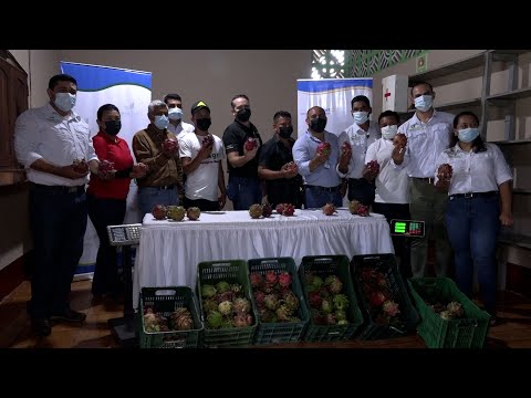 Nicaragua, uno de los principales paìses exportadores de pitahaya en Centroamérica
