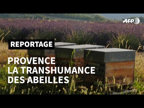 En Provence, la ruée vers la lavande de millions d'abeilles | AFP