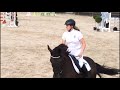 Springpaard ZZL dressuur - Z springen - Z eventing paard te koop