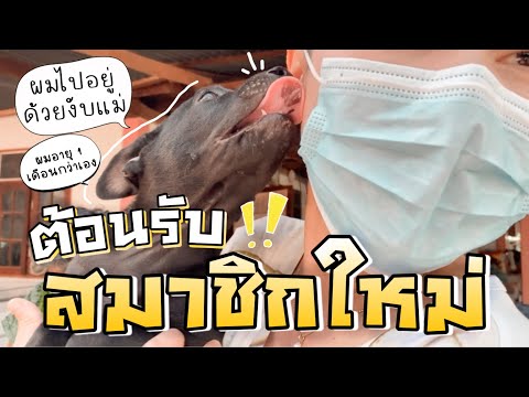VLOG-7-DAY-|-ไปรับน้องหมามาเลี VLOG-7-DAY-|-ไปรับน้องหมามาเลี