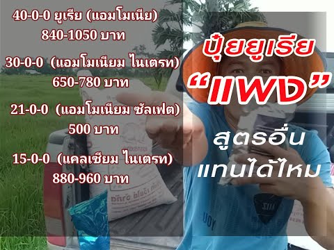 #ปุ๋ยยูเรียแพง-สูตรอื่นแทนได้ไ #ปุ๋ยยูเรียแพง-สูตรอื่นแทนได้ไ