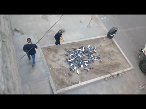 Suquillo: vecinos denuncian proliferación de gran cantidad de palomas [VIDEO]