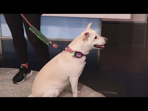 10News Pet of the Week: Florence