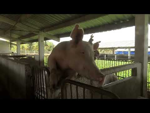 Potencian siembra de alimento animal en empresa porcina de Granma
