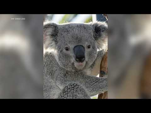 Brookfield Zoo to welcome 2 koalas for the first time