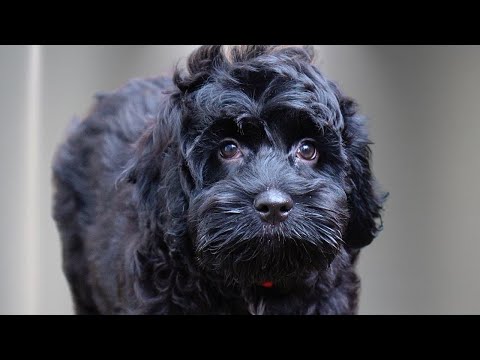 The most ADORABLE Cocker Spaniel/Poodle puppy 😍