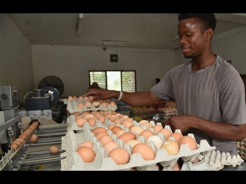 Egg farmer mystified by 30% jump in sales