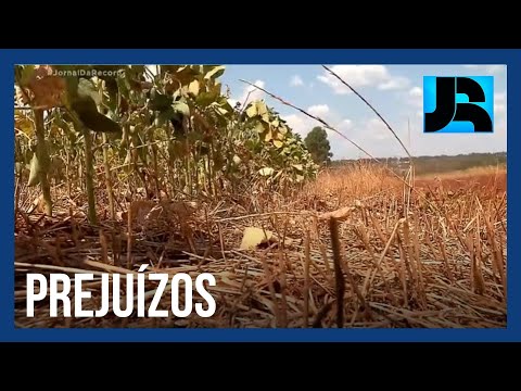 Seca e onda de calor castigam plantações inteiras no Rio Grande do Sul