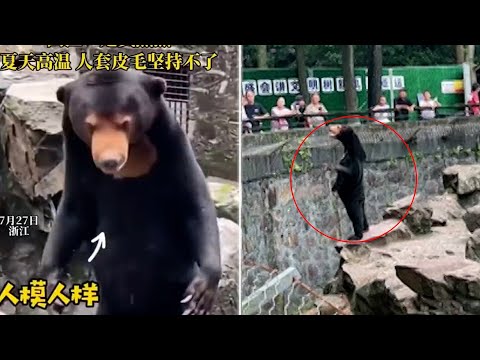 Vrai ours ou un humain déguisé? Mis en cause par les internautes, un zoo chinois se défend
