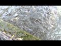 Ноу-Хау: Озеро с карпами