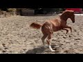 Dressage horse fijne 4 jarige uit eigen fokkerij