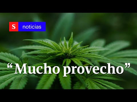 Exportación de cannabis con fines comerciales, ¿buena alternativa para Colombia | Semana Tv