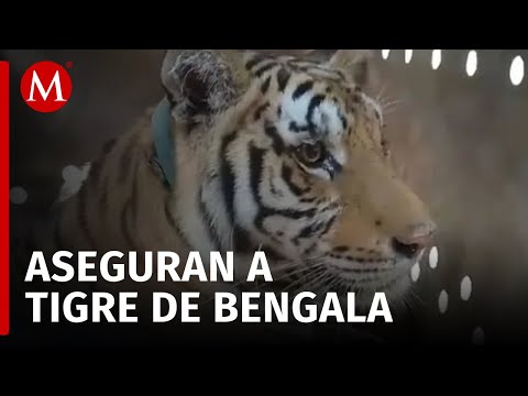 'Tita' está a salvo tigre de bengala asegurado en Sinaloa llega al santuario Ostok