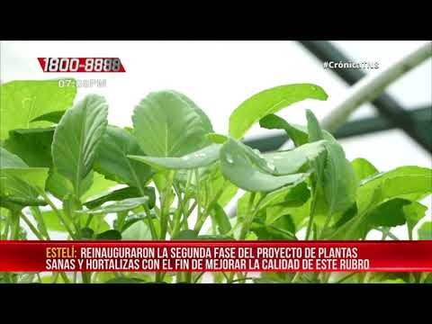 Plantas sanas y hortalizas: proyectan mejorar producción en Estelí - Nicaragua
