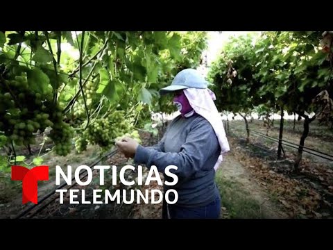 Salud o dinero: el dilema de los trabajadores del campo | Noticias Telemundo