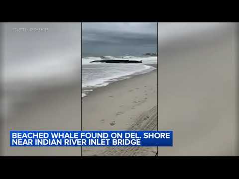 Beached whale spotted on camera at Delaware shore
