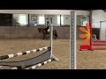 Allround-pony Talentvolle sportpony