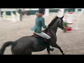 Show jumping horse 7 jarige merrie (Dallas Vdl X Corland)